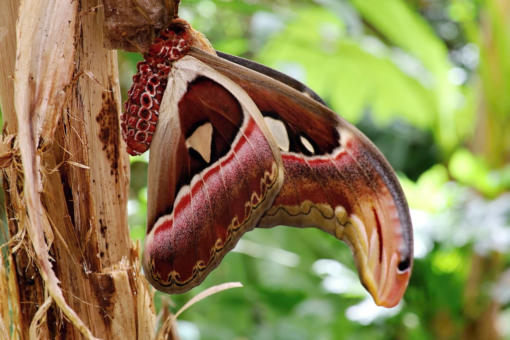 vlinder vlinders hdr insect insecten nederland uitheems Lepidoptera rups rupsen vlindertuin natuur